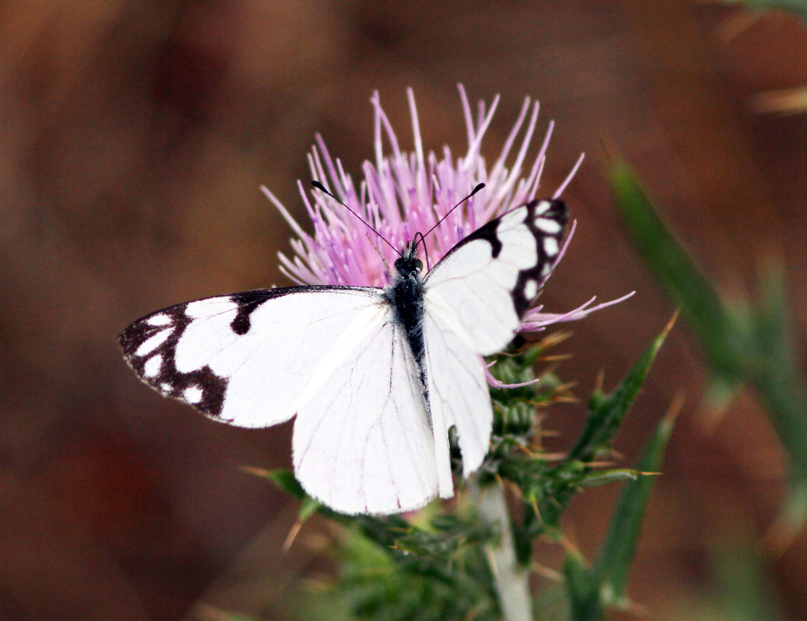 pinewhite